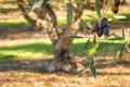 Closeup of ripe Kalamata olives growing on olive tree Royalty Free Stock Photo