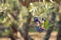 Ripe kalamata olives growing on olive tree in organic orchard with blurred background and copy space Royalty Free Stock Photo