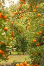 Closeup of ripe mandarin oranges with green leaves Royalty Free Stock Photo