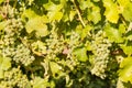 Ripe Muscat grapes growing on vine in vineyard Royalty Free Stock Photo