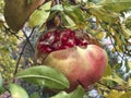 Ripe open pomegranate fruit on a tree in autumn