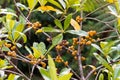 Closeup ripe orange berry fruit with seeds of resin cheesewood,