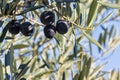 Ripe organic black Spanish olives hanging on olive tree branch against blue sky background Royalty Free Stock Photo