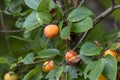 Closeup of ripe persimmons, Diospyros kaki hanging on a fruit tree Royalty Free Stock Photo