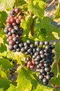 Ripe Pinot Noir grapes growing on vine in vineyard at harvest time Royalty Free Stock Photo