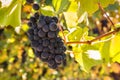 Closeup of ripe Pinot Noir grapes on vine with blurred background and copy space Royalty Free Stock Photo