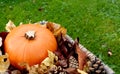 Closeup of ripe pumpkin with autumn leaves and fir cones Royalty Free Stock Photo
