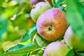 Closeup of ripe red apples hanging from apple tree branch in orchard farm in remote countryside with bokeh copy space Royalty Free Stock Photo