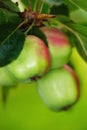 Closeup of ripe red apples hanging on a branch of a tree in an orchard outside against a blurred green background Royalty Free Stock Photo