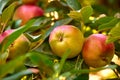 Closeup of ripe red apples hanging on green apple tree branch on orchard farm in remote countryside. Texture detail of Royalty Free Stock Photo