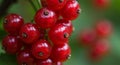 Closeup of Ripe Red Currants on Branch Royalty Free Stock Photo