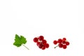 Ripe red currants with leaf on white background with copy space Royalty Free Stock Photo