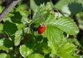 A closeup of ripe red fruit of wild field strawberry, among fresh green strawberry leaves Royalty Free Stock Photo