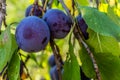 Closeup of ripe red plums hanging from a plum tree with green leaves on the branches Royalty Free Stock Photo