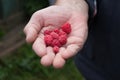 Closeup of ripe red raspberries in the old man hand in garden.Natural green background. Royalty Free Stock Photo