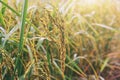 closeup ripe rice in field with sunrise. agriculture concept