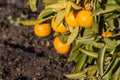 Closeup of ripe satsumas on tree in garden Royalty Free Stock Photo