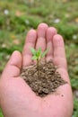 closeup the ripe small chilly plant soil heap and growing with leaves holding hand soft focus natural green brown background Royalty Free Stock Photo