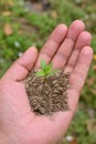closeup the ripe small chilly plant soil heap and growing with leaves holding hand soft focus natural green brown background Royalty Free Stock Photo