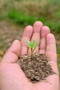 closeup the ripe small chilly plant soil heap and growing with leaves holding hand soft focus natural green brown background Royalty Free Stock Photo