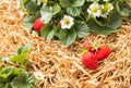 Ripe strawberries growing on straw in organic garden