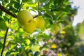 Closeup of ripe sweet apples on tree branches in green foliage of summer orchard Royalty Free Stock Photo