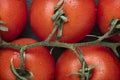 Closeup Of Ripe Truss Tomatoes.