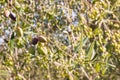 Ripe and unripe calamata olives on olive tree with blurred background Royalty Free Stock Photo