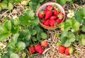 Ripe and unripe strawberries on strawberry plant with bowl of picked berries Royalty Free Stock Photo