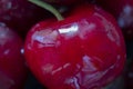 Closeup of ripe wed red cheery with reflections on the background of berries. Horizontal macro shot. Fresh tasty sweet