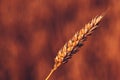 Closeup of ripe wheat ear in cultivated agricultural field Royalty Free Stock Photo