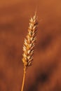 Closeup of ripe wheat ear in cultivated agricultural field Royalty Free Stock Photo