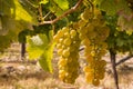 Ripe white grapes growing on vine in vineyard Royalty Free Stock Photo