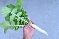 Closeup the ripe white radish with green plant and leaves hold hand over out of focus grey background Royalty Free Stock Photo
