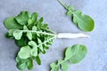 Closeup the ripe white radish with green plant and leaves over out of focus grey background Royalty Free Stock Photo
