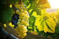 ripe white and red grapes ready for harvest hanging at winery vineyard at sunset. generative AI