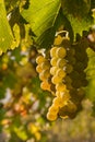 Closeup of ripe white riesling grapes growing in organic vineyard with blurred background Royalty Free Stock Photo