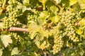 Bunches of ripe white riesling grapes on vine in vineyard at harvest time