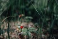 Closeup of ripe wild strawberry hanging on stem on a meadow Outdoor shoot