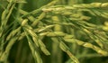 seeds of rice crop