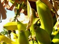 Closeup of ripened bananas on banana tree Royalty Free Stock Photo