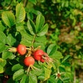 Closeup of Ripened Dog Rose Rosa Canina red berries. Red rosehip berries on bush. Wild Ripe Briar on branch.