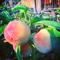 Closeup of ripened organic peaches with ant