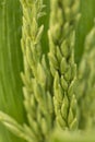 Closeup of ripening corn. Detail of the new corn. Natural abstraction of grain crops. Green corn. Royalty Free Stock Photo