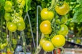 Closeup of ripening hydroponically grown tomatoes Royalty Free Stock Photo