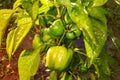 Closeup of ripening peppers in the home pepper plantation. Fresh green sweet Bell Pepper Plants, Paprika Green, yellow Royalty Free Stock Photo