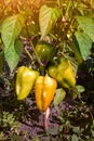 Closeup of ripening peppers in the home pepper plantation. Fresh Yellow and Orange sweet Bell Pepper Plants, Paprika Royalty Free Stock Photo