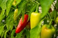 Closeup of ripening peppers in the organic pepper plantation.Fresh Yellow and Red sweet Bell Pepper Plants with Selective Focus in Royalty Free Stock Photo