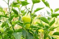 Closeup of ripening peppers in the organic pepper plantation.Fresh Yellow and Red sweet Bell Pepper Plants with Selective Focus in Royalty Free Stock Photo