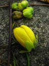 Closeup of a ripped off yellow tulip on the ground, other flower buds on the background